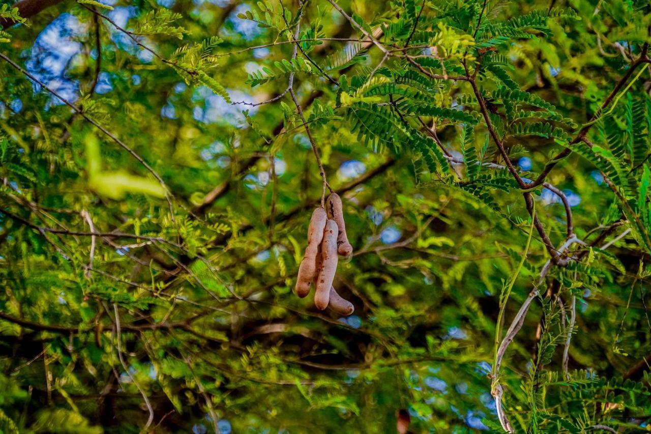 Hotel Tamarind Tree Tissamaharama Exteriör bild